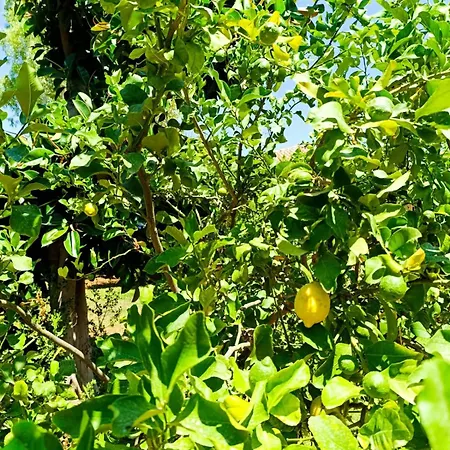 Casa In Giardino A Pochi Passi Dal Mare
